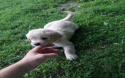 Golden Retriever dogs for sale: Pixie - Image 16