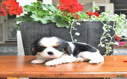 Cavalier King Charles Spaniel dogs for sale: Cody - Image 1