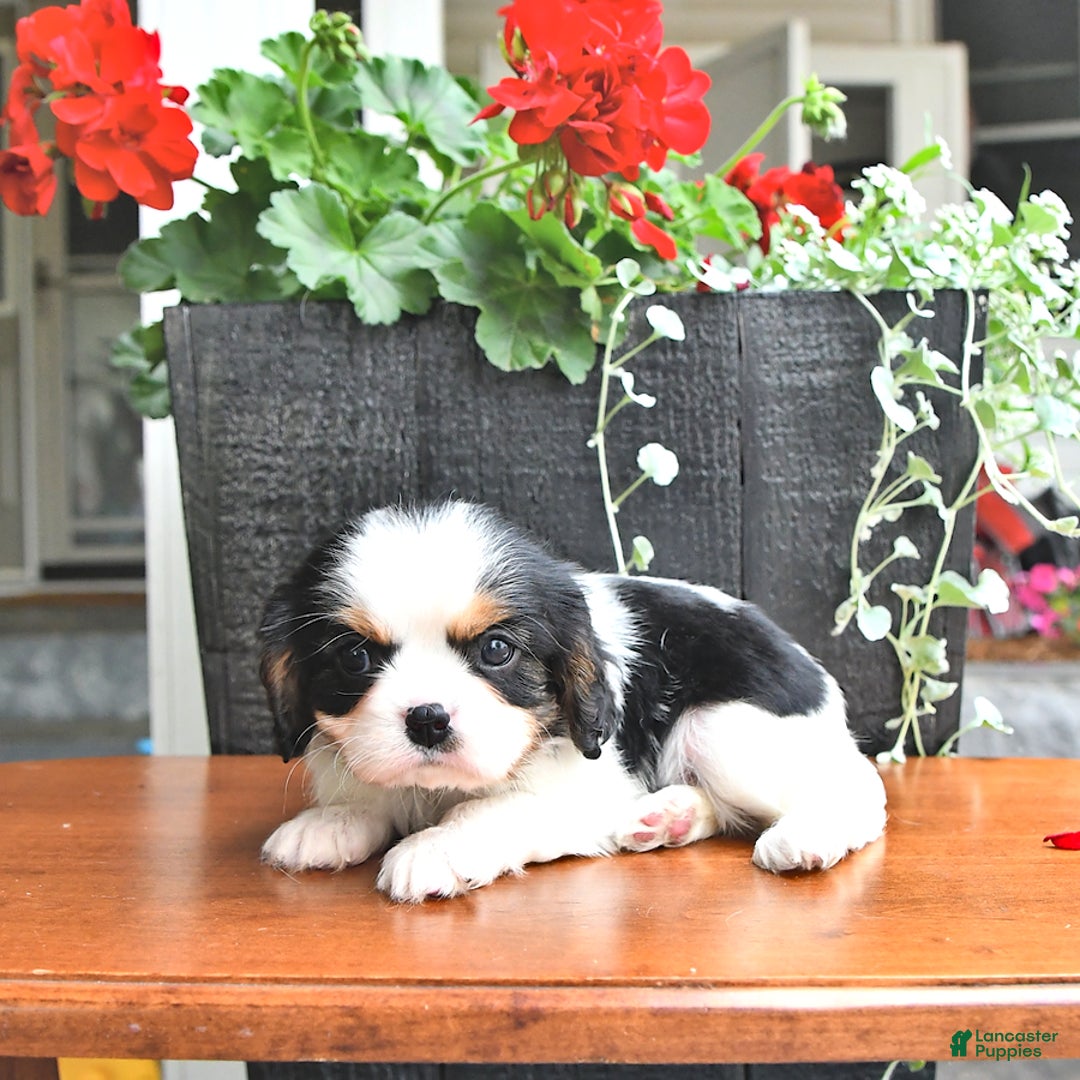 Cavalier King Charles Spaniel dogs for sale: Cody - Image 1