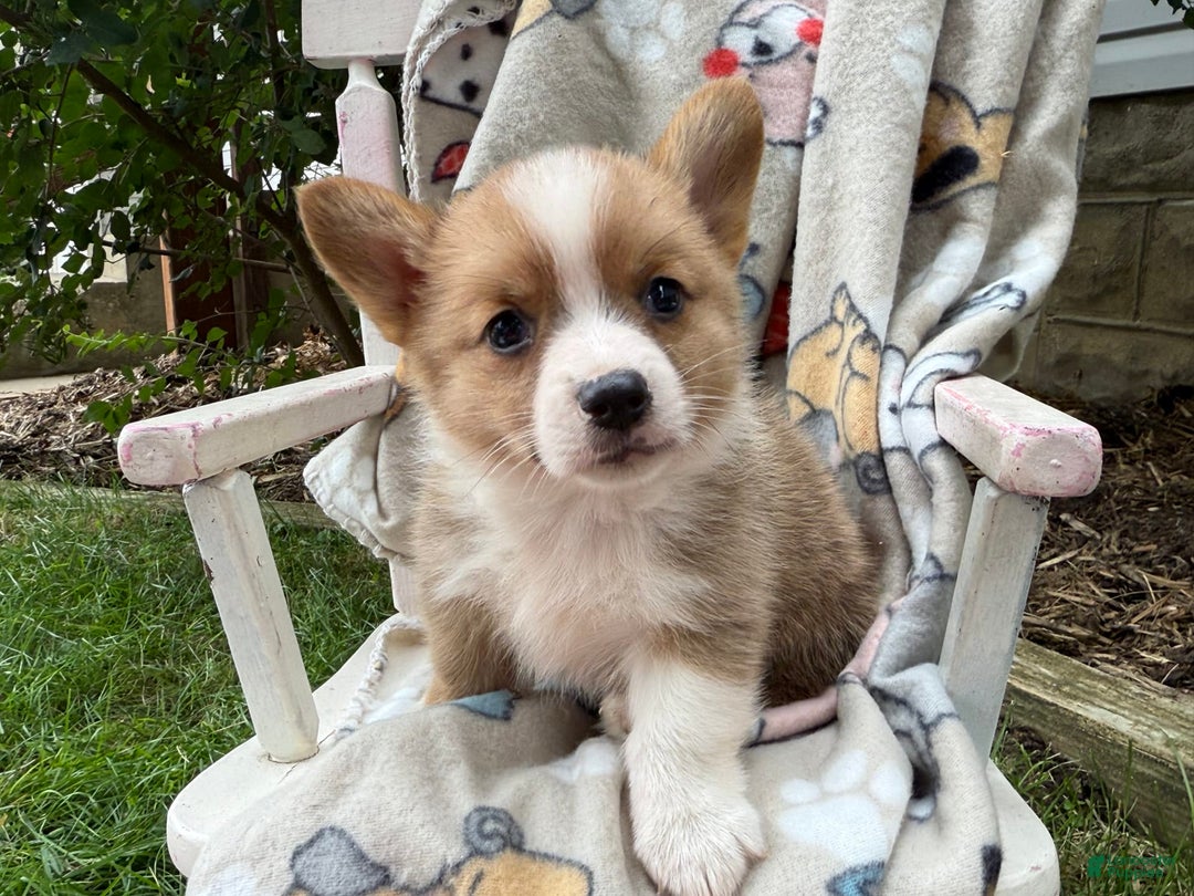 Welsh Corgi Pembroke dogs for sale: Justine - Image 4