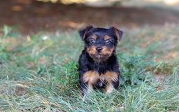 Yorkshire Terrier dogs for sale: Tyler - Image 4