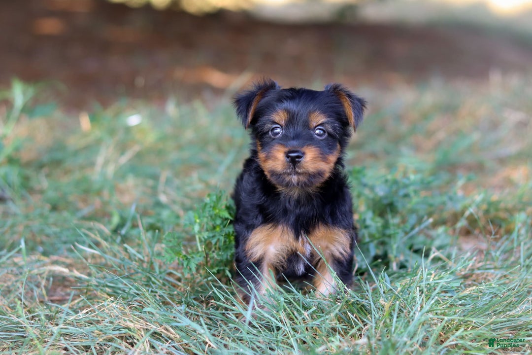 Yorkshire Terrier dogs for sale: Tyler - Image 4