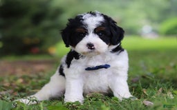 Mini Bernedoodle dogs for sale: Luke - Image 5