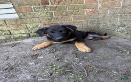 German Shepherd dogs for sale: Riot - Image 2