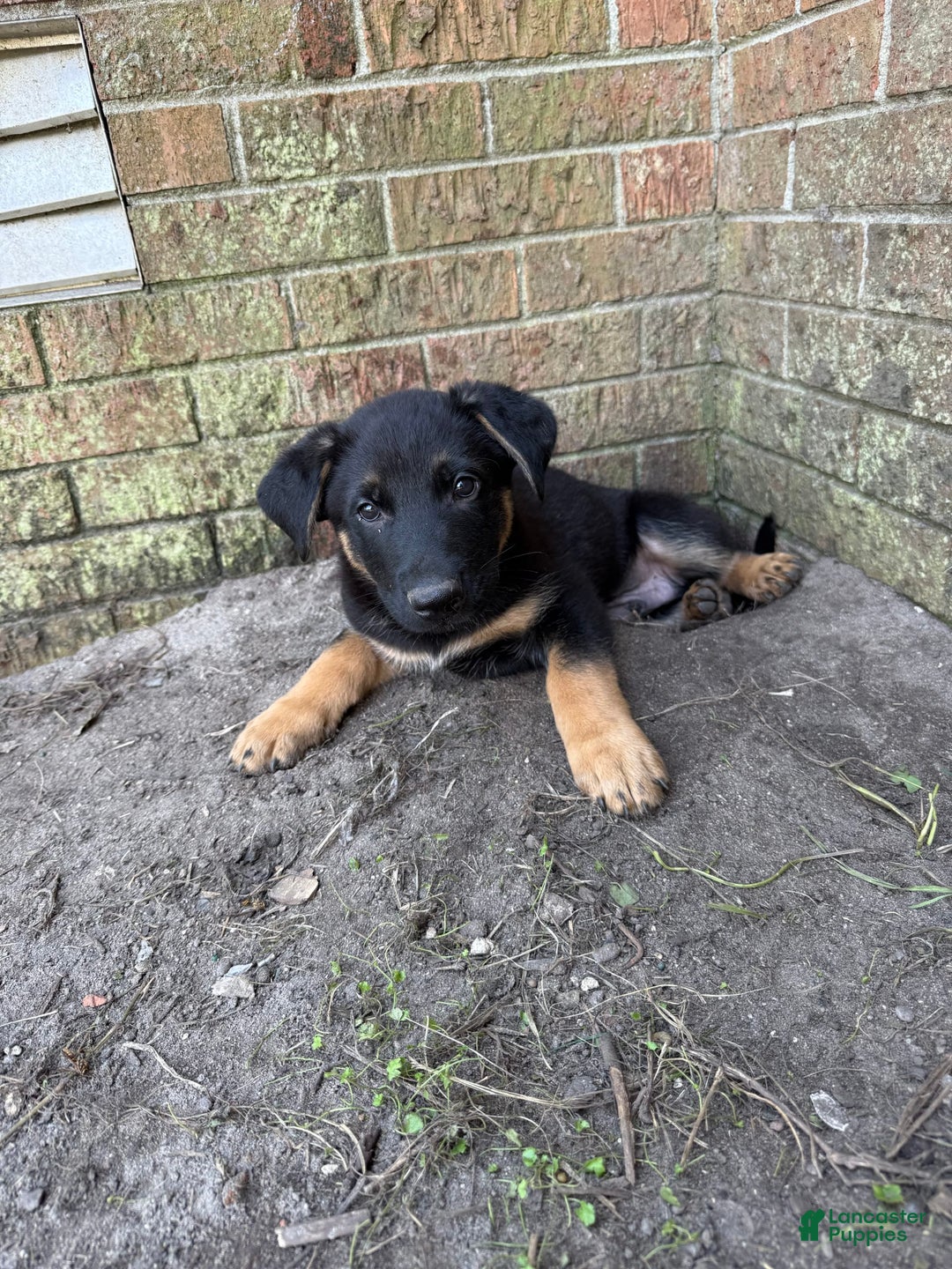 German Shepherd dogs for sale: Riot - Image 2