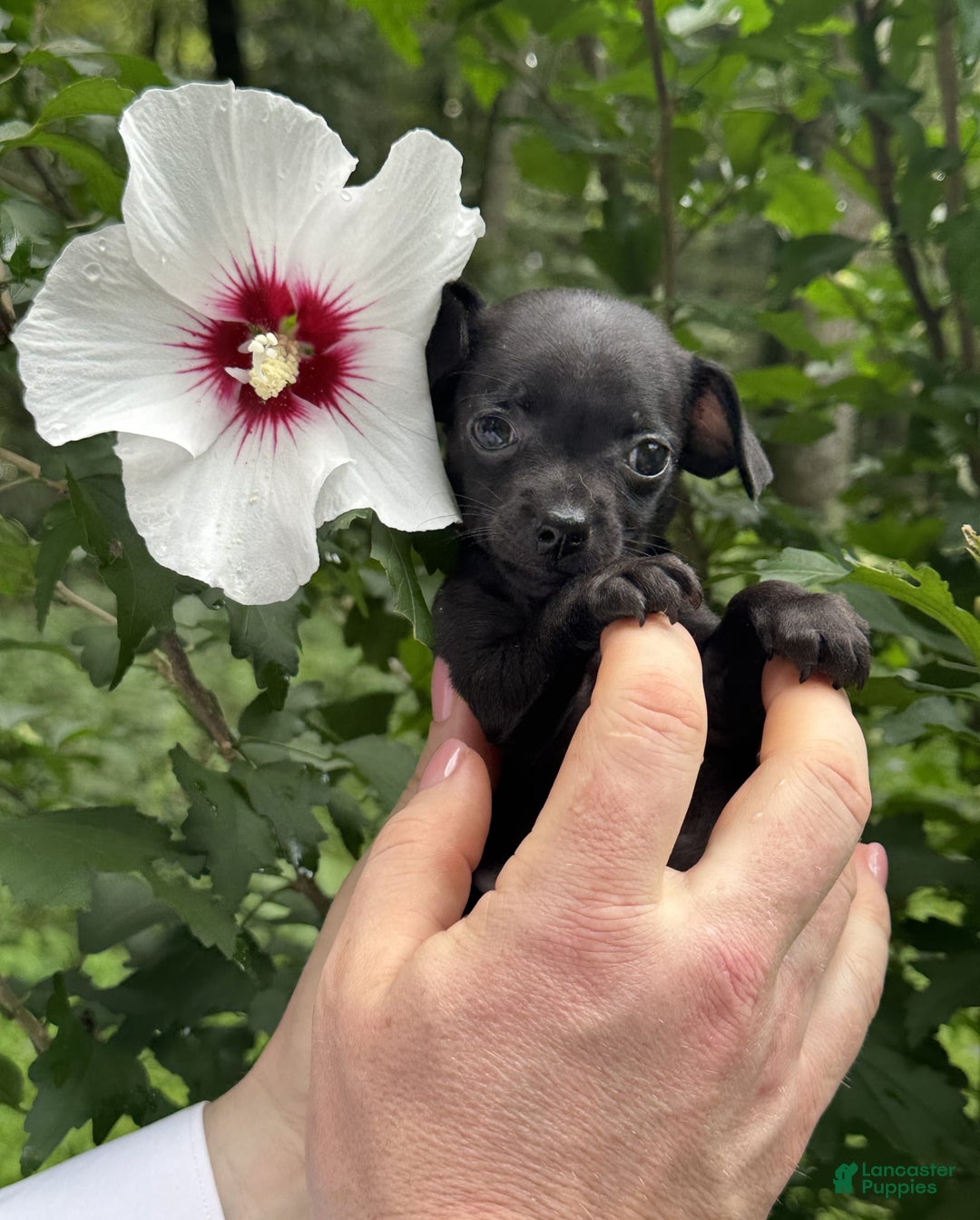 Chihuahua dogs for sale: Black Pearl - Image 15