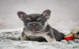 French Bulldog dogs for sale: French Bulldog 6 puppies - Image 27