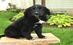 Australian Shepherd dogs for sale: Brandy - Image 17