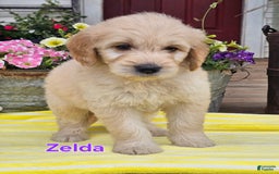 Goldendoodle dogs for sale: Zelda - Image 1