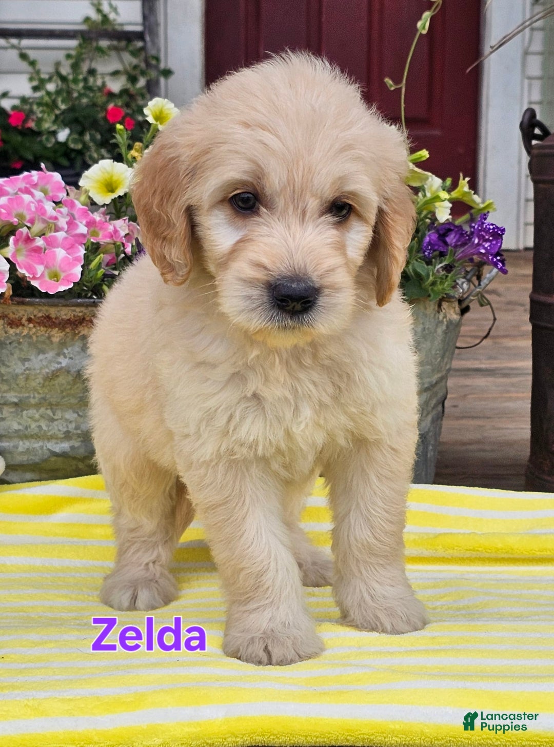 Goldendoodle dogs for sale: Zelda - Image 1