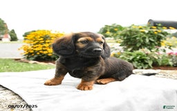 Miniature Dachshund dogs for sale: Caramel - Image 3