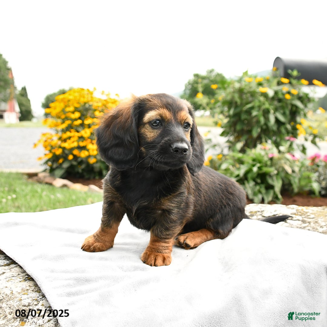 Miniature Dachshund dogs for sale: Caramel - Image 3