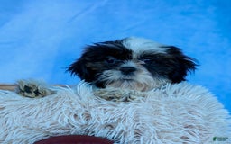 Shih Tzu dogs for sale: Brody - Image 12