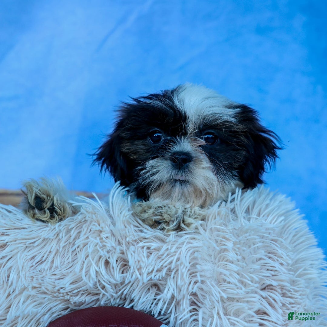 Shih Tzu dogs for sale: Brody - Image 12