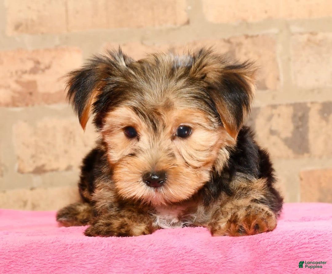 Yorkshire Terrier dogs for sale: Frisky - Image 5