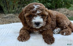 Cavapoo dogs for sale: Braxton - Image 12