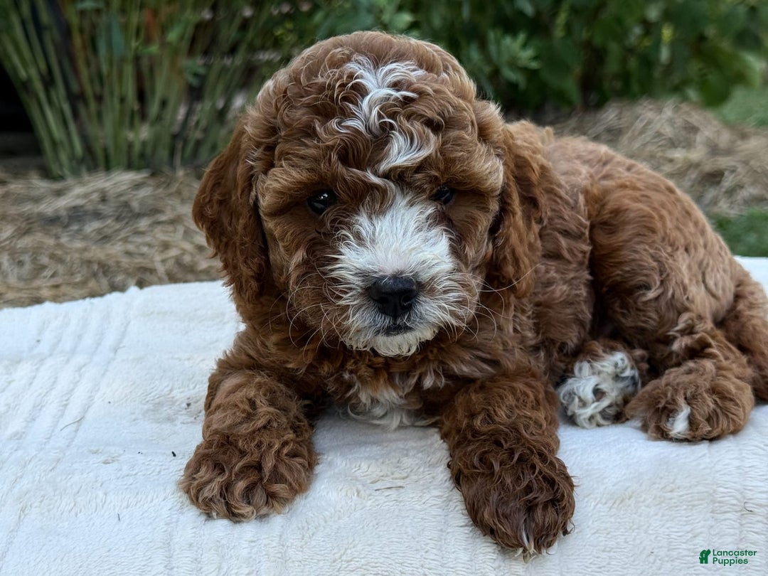 Cavapoo dogs for sale: Braxton - Image 12