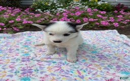 Pomsky dogs for sale: Dottie - Image 1