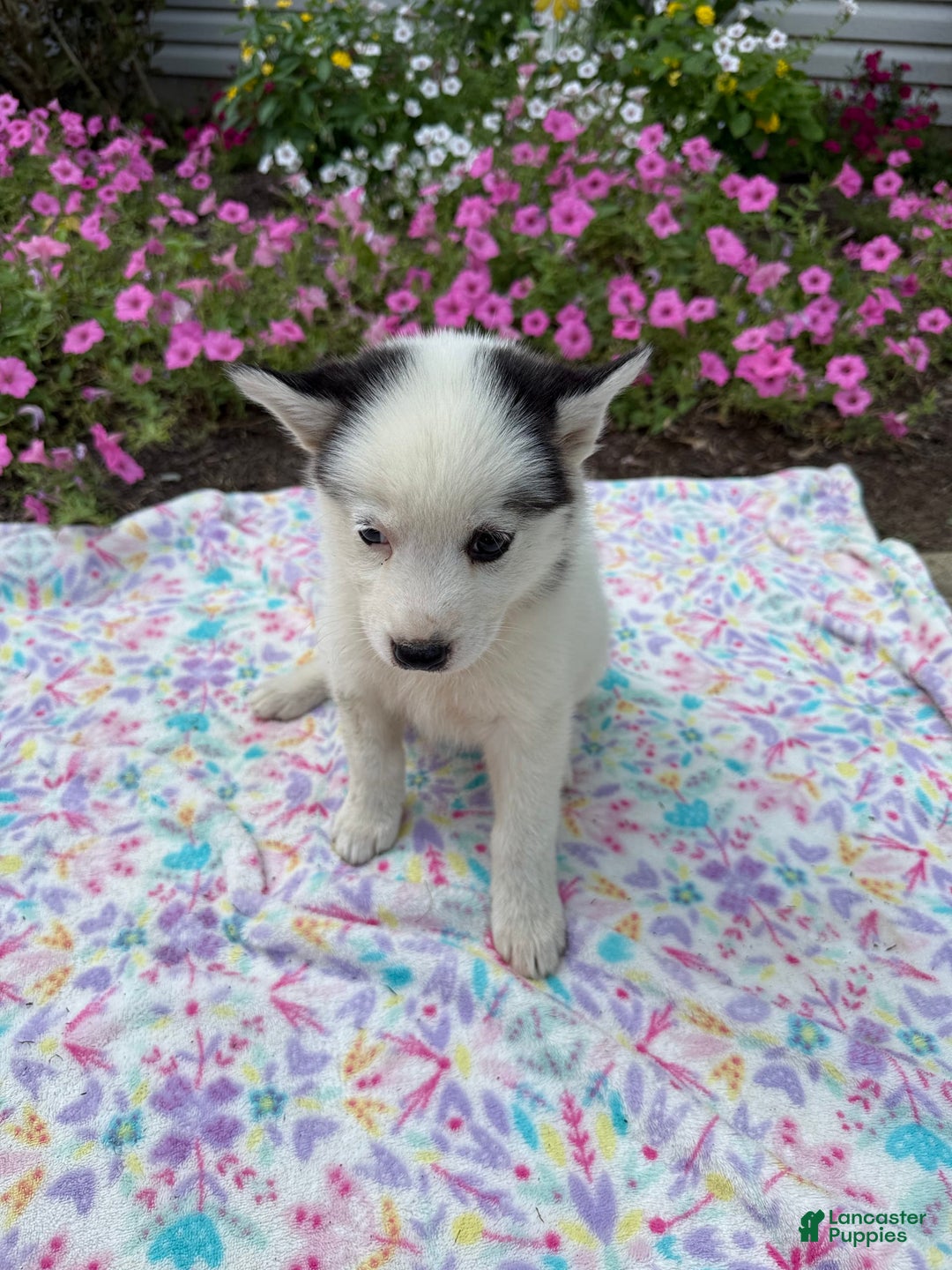 Pomsky dogs for sale: Dottie - Image 1