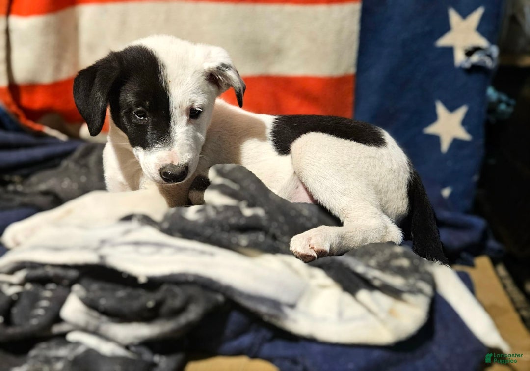 Border Collie dogs for sale: Hondo - Image 2