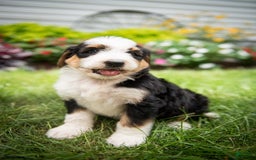Bernedoodle dogs for sale: Bessie - Image 1