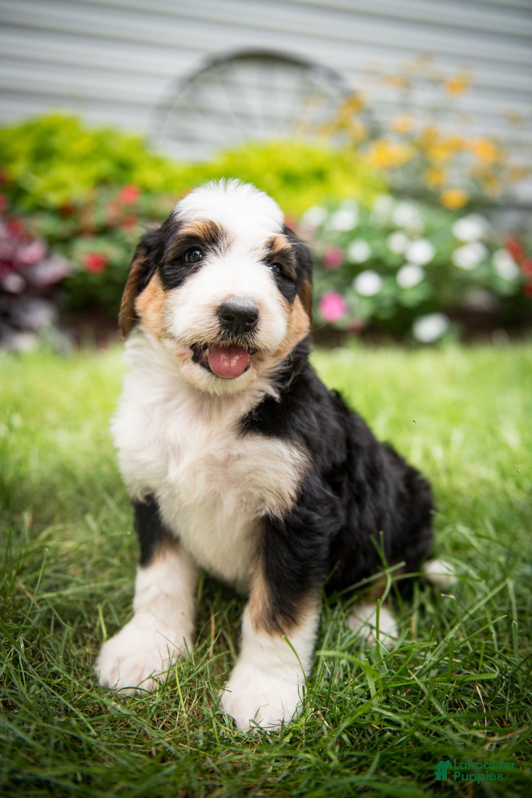 Bernedoodle dogs for sale: Bessie - Image 1