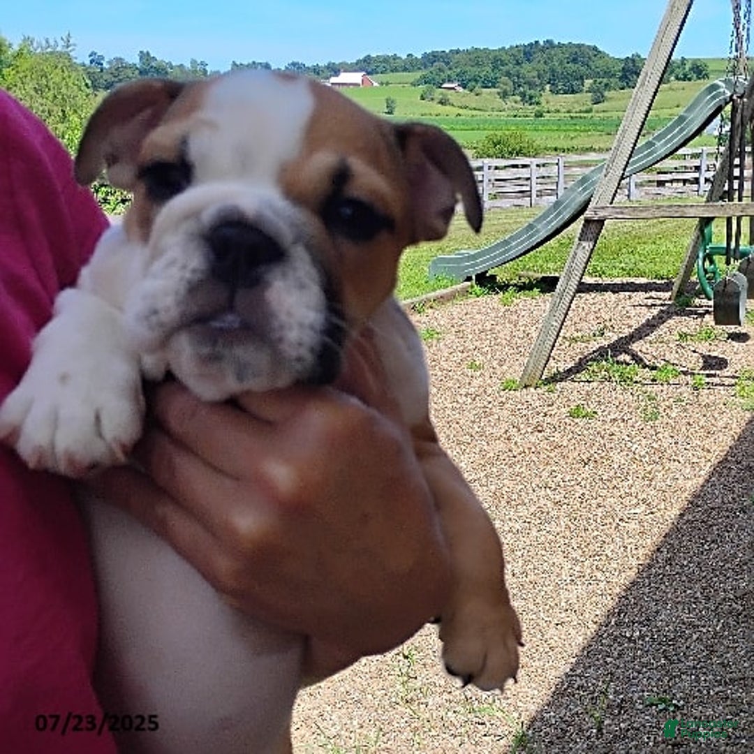 English Bulldog dogs for sale: Reba - Image 2
