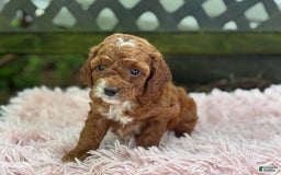 Cavapoo dogs for sale: Bella - Image 6