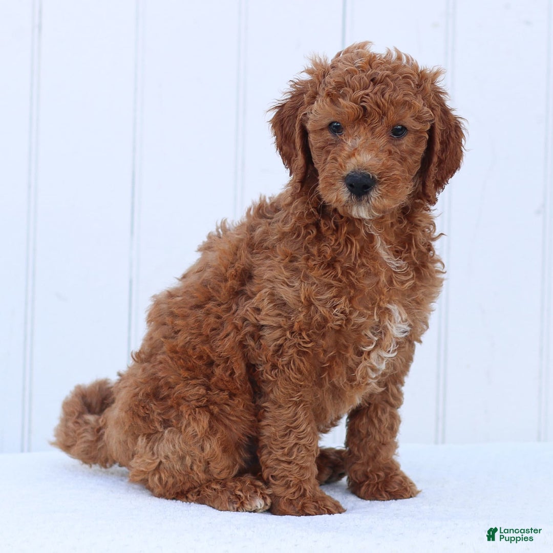 Standard Poodle dogs for sale: Ronnie - Image 9