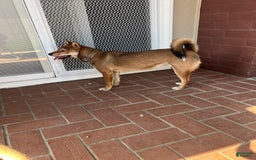 Shiba Inu dogs for sale: Tsuki - Image 4