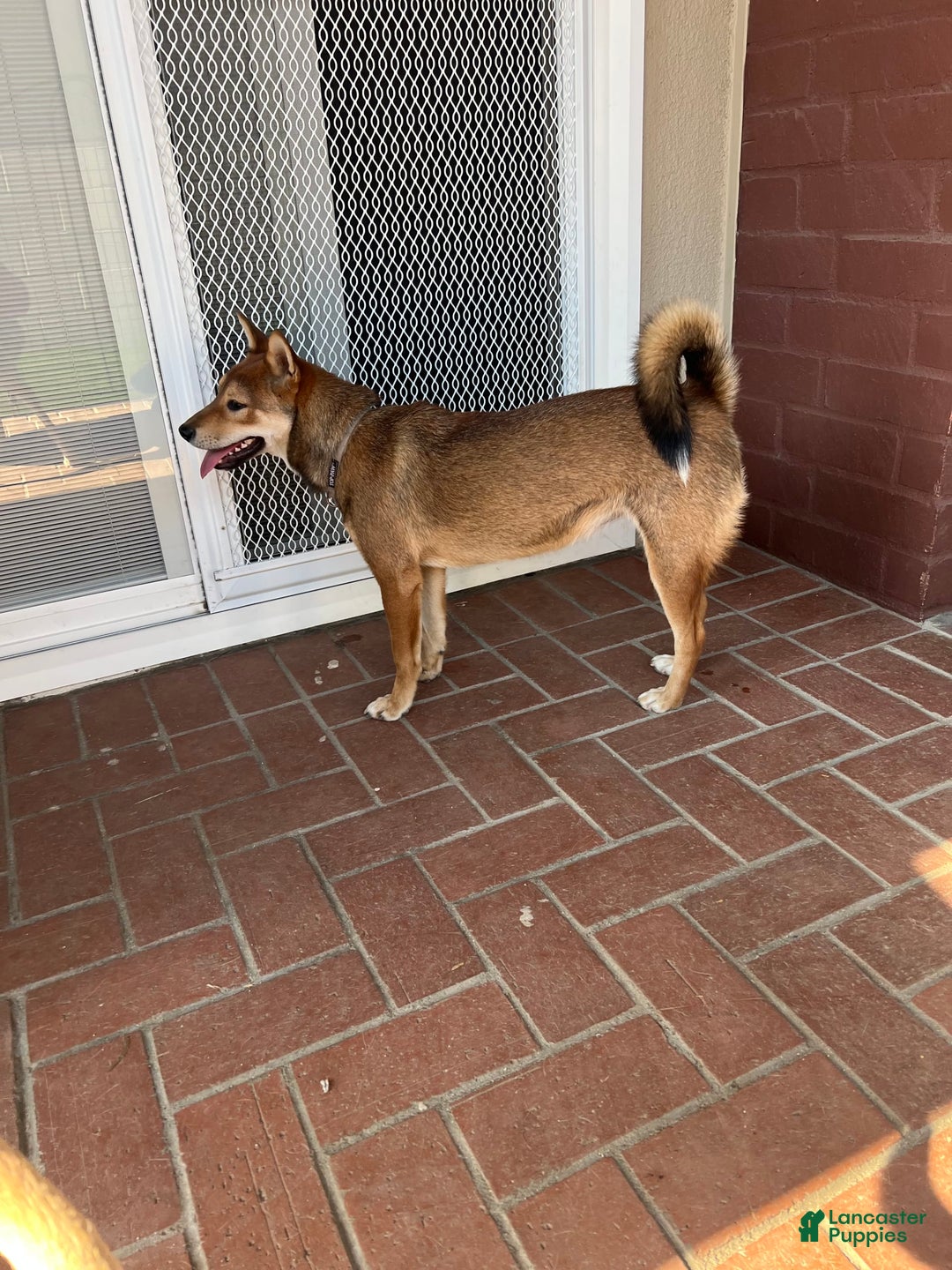 Shiba Inu dogs for sale: Tsuki - Image 4