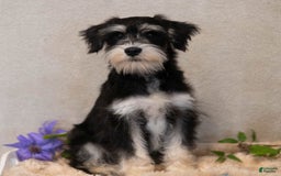 Miniature Schnauzer dogs for sale: Jojo - Image 7