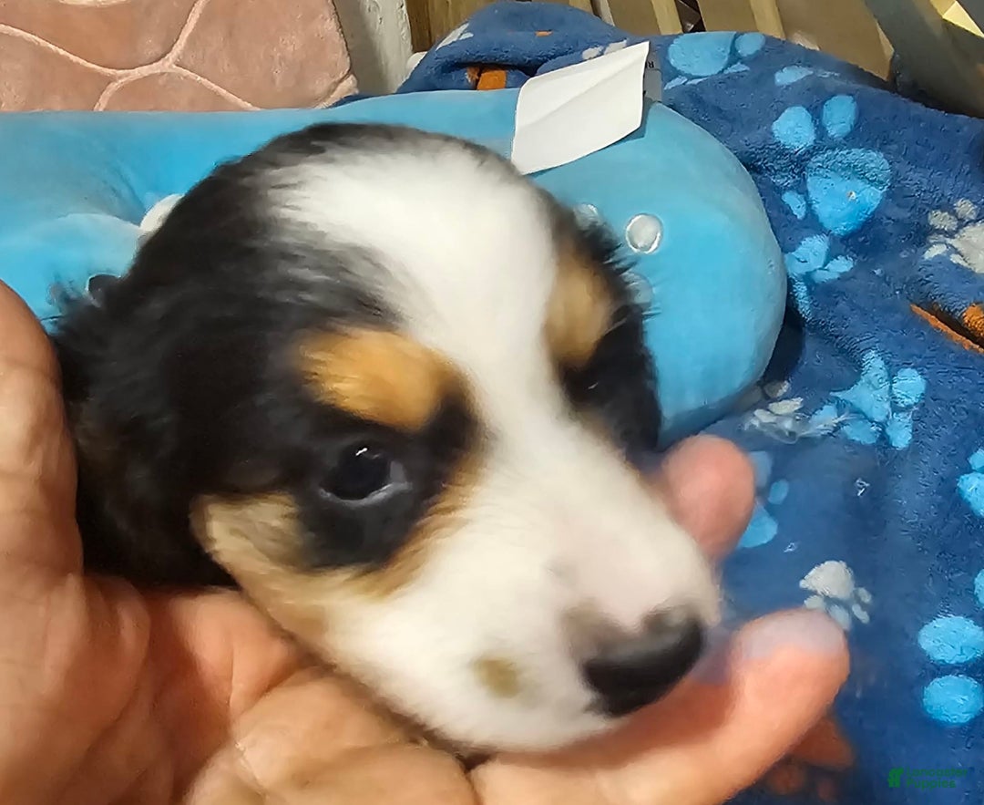 Dachshund dogs for sale: Jude - Image 3