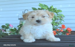 Maltipoo dogs for sale: Barbie - Image 2