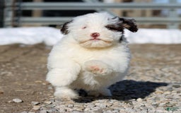 Shihpoo dogs for sale: Billy - Image 6