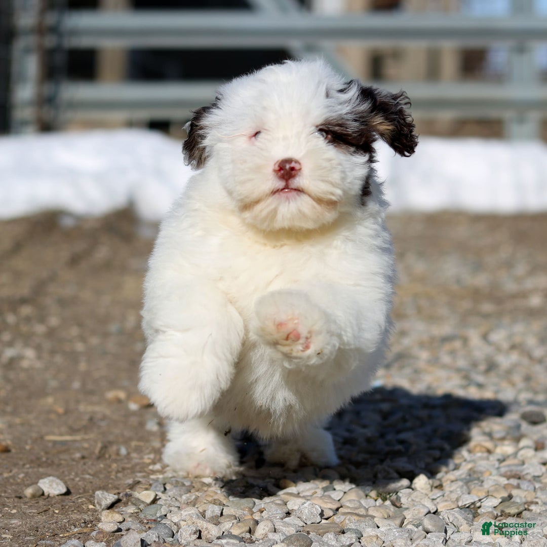 Shihpoo dogs for sale: Billy - Image 6