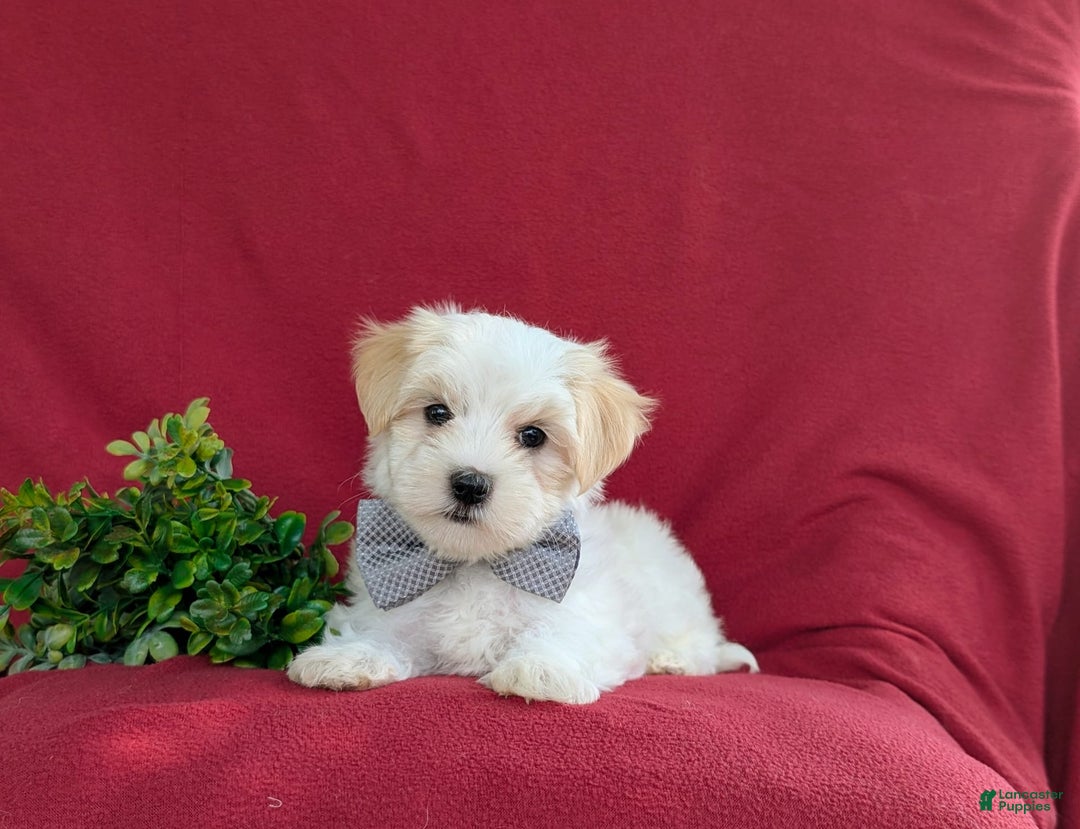 Maltese dogs for sale: Gus - Image 5