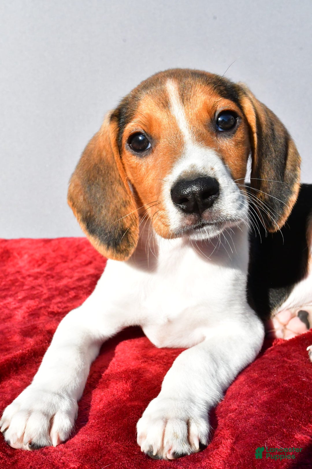 Beagle dogs for sale: Bo - Image 1