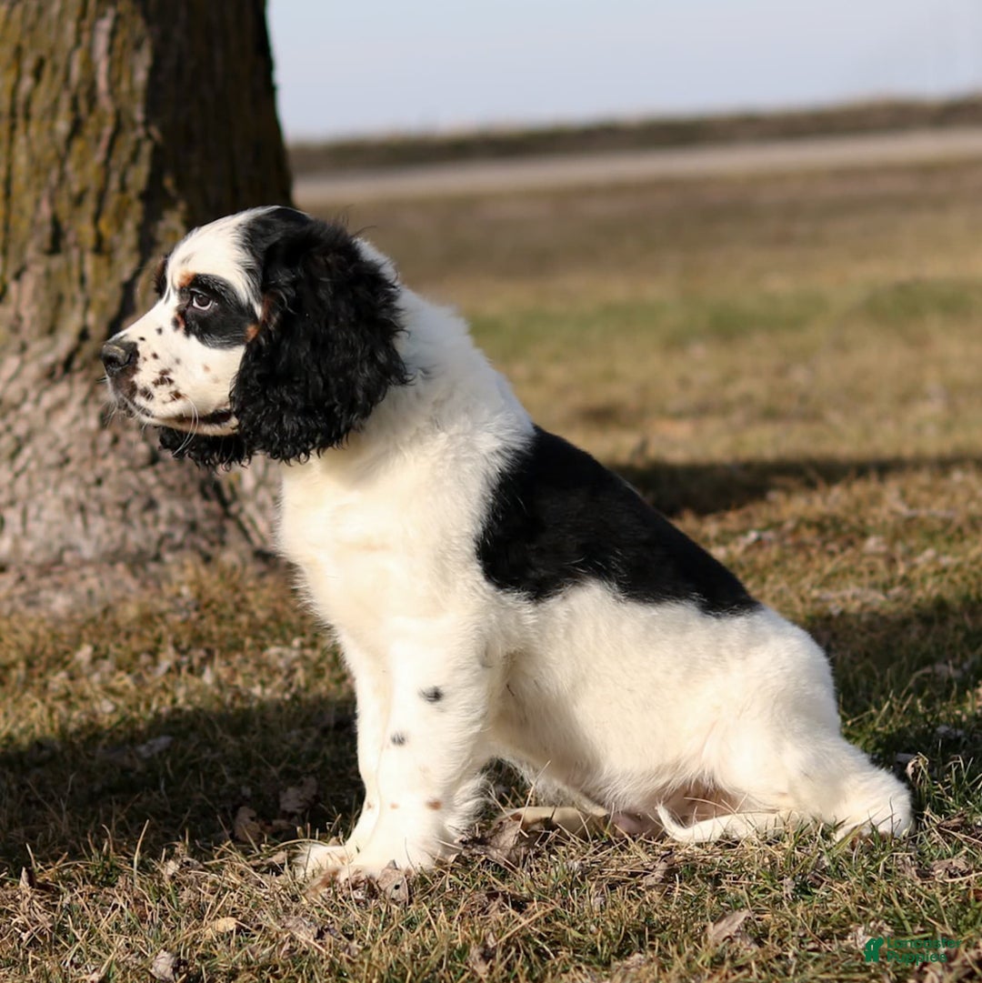 Saint Berdoodles dogs for sale: Buddy - Image 9
