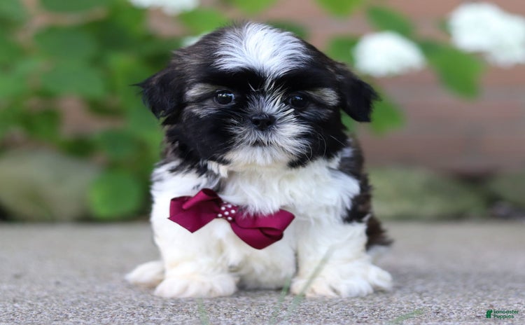 Shih Tzu dogs for sale - Ad 3