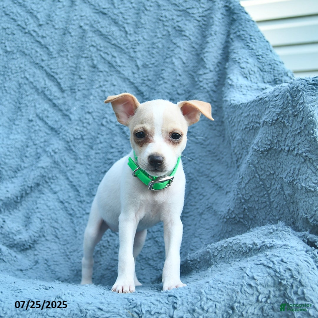 Toy Fox Terrier dogs for sale: Scarlett - Image 3