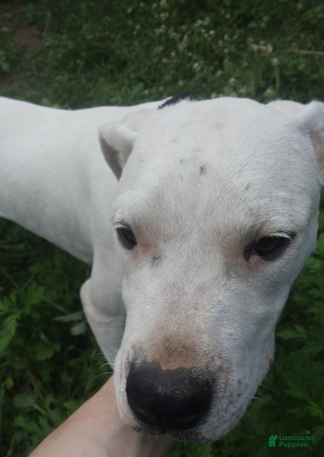 Dogo Argentino dogs for sale: Gold - Image 8