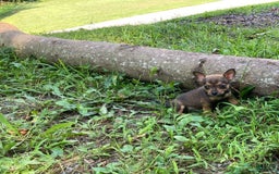 Chihuahua dogs for sale: Reggie - Image 12