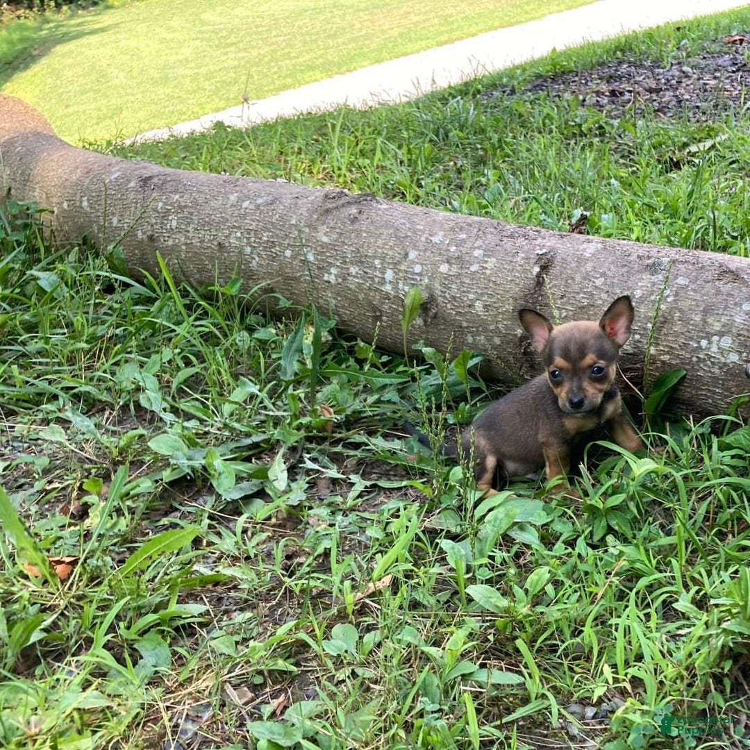 Chihuahua dogs for sale: Reggie - Image 12