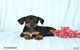 Miniature Pinscher dogs for sale: Barbie - Image 1