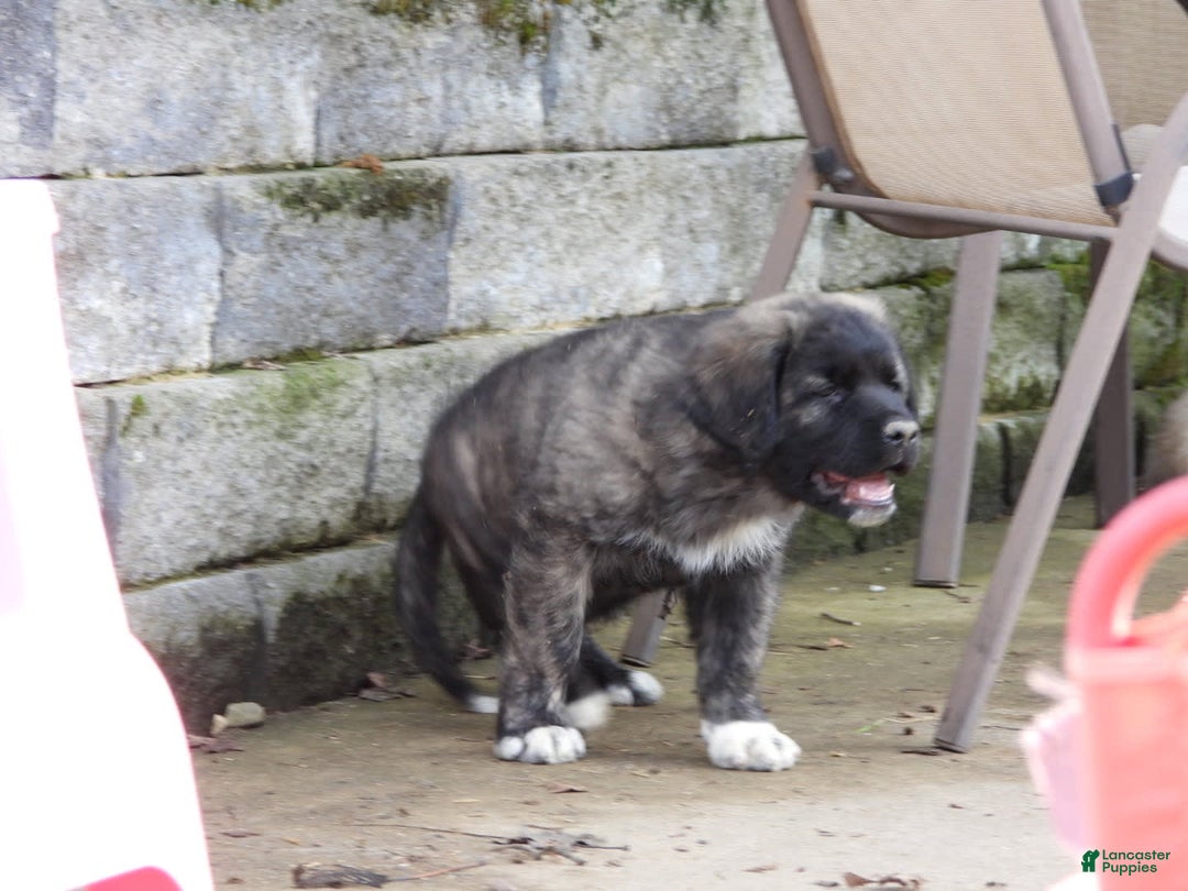 Anatolian Shepherd dogs for sale: Gideon - Image 4