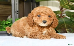 Mini Goldendoodle dogs for sale: Vance - Image 4