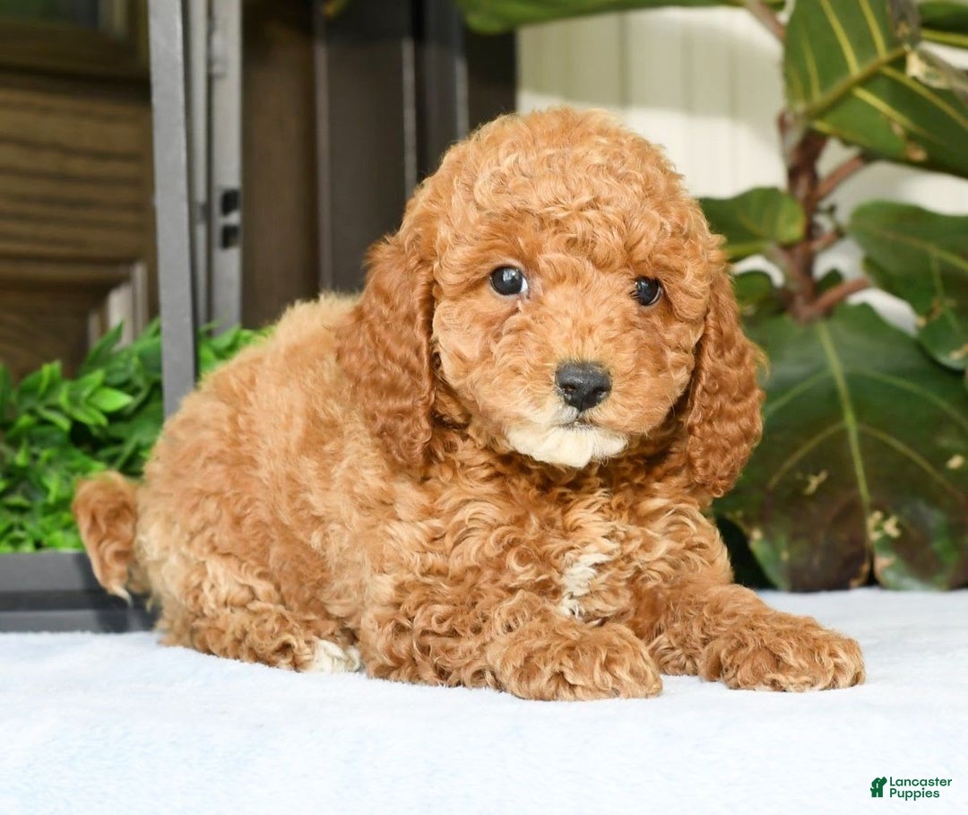 Mini Goldendoodle dogs for sale: Vance - Image 4