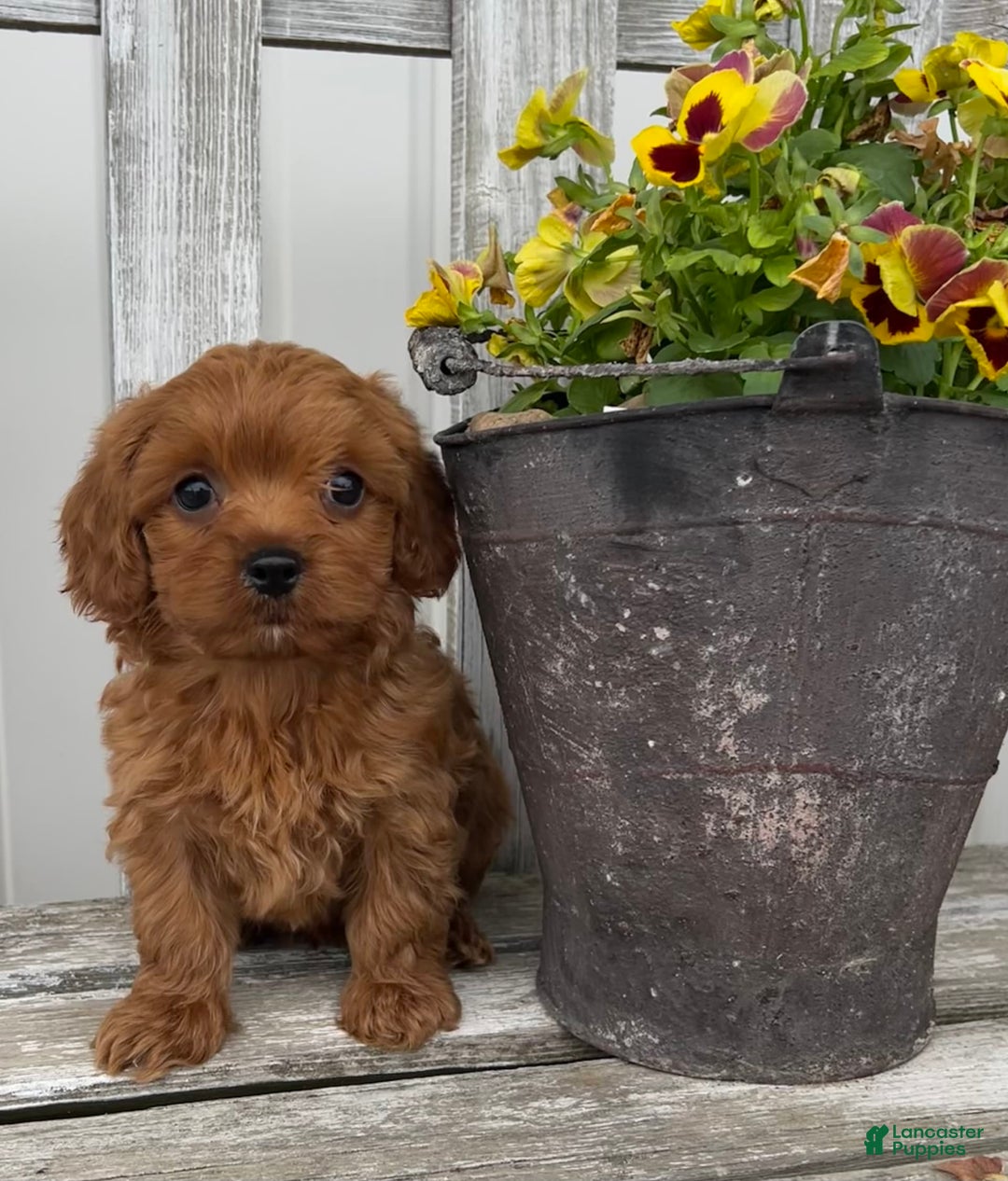 Cavapoo dogs for sale: Peyton - Image 5