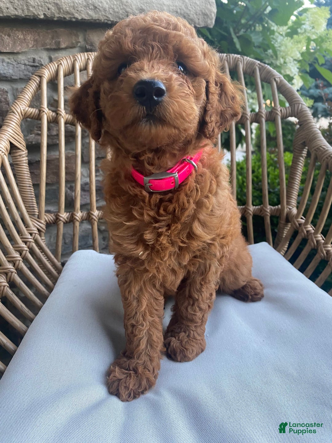 Mini Goldendoodle dogs for sale: Lily - Image 4